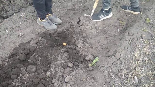Картофель-посадка май 2022
