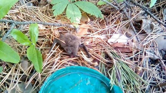 Маленькие трагедии. Летучая мышка. смотреть онлайн