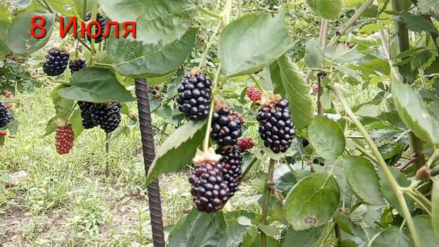 Ежевика Натчез смотреть онлайн