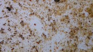 ЗАГЛЯНУЛ В ОТВОДОК ЧЕРЕЗ 3 НЕДЕЛИ , А ТАМ!/пчеловодство в ульях ппс от лысонь