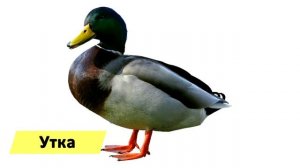 Домашние животные. Развивающие видео для детей от года. Часть #1.