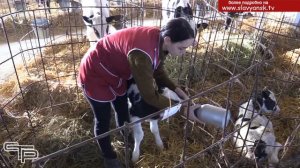 Лучшие животноводы района