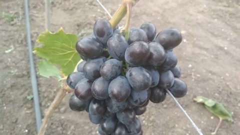 Виноград - Орда .