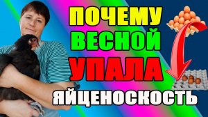 Почему весной УПАЛА яйценоскость у кур?