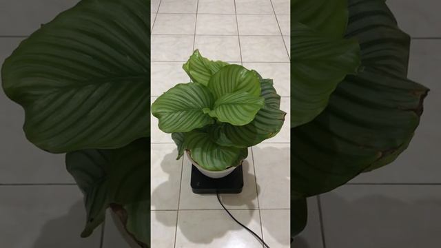 Calathea Orbifolia Rimbun Banget