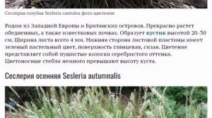 Сеслерия голубая и блестящая, черноцветковая Посадка и уход в открытом грунте Фото видов