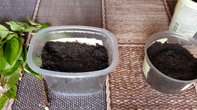 РАЗМНОЖЕНИЕ ГОРТЕНЗИИ ЗЕЛЕНЫМИ ЧЕРЕНКАМИ.