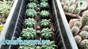 (Ep.3)? ยิมโนลูกดก My Cactus "Gymnocalycium damsii"