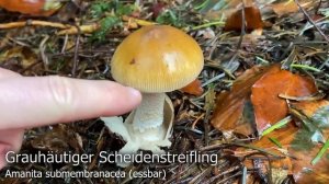 Herbstpilze Ende November | 20.11.2022 | Maronenröhrling, Trompetenpfifferling & letzter Steinpilz?