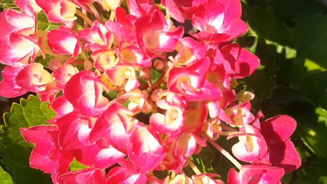 Hydranger : Cityline Paris смотреть онлайн