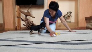 Щенки кавалер кинг чарльз спаниеля. бесилка