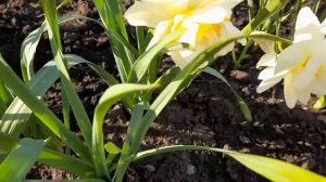 #нарцисс #АйсКинг / Махровый нарцисс Айс Кинг ( лат. nurcissus Ice King). Ледяной Король