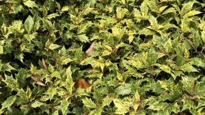 Plant Features: Osmanthus Goshiki