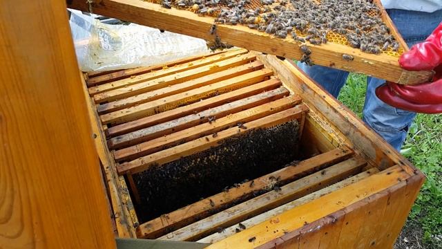 Делаем отводки пчел в мае. Весеннее развитие пчел. смотреть онлайн