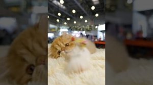 Персидская кошка заняла 1 место среди 500+ на главной мультисистемной выставке кошек «Роскошь» 2022