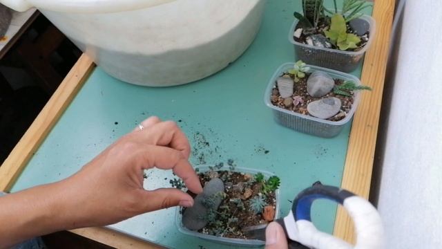 ?Мои комнатные цветы.?Сажаю суккулентные садики из новинок.? смотреть онлайн