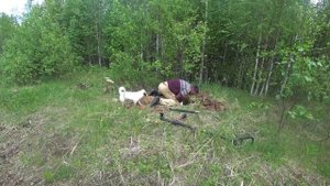 Металлокоп!!! Вывожу металл из тайги,пришли Медведи!!! За раз все не вывезу!!!