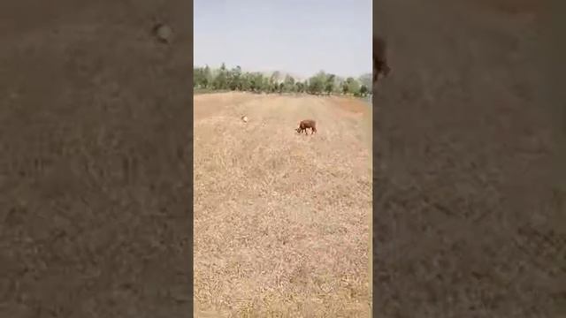 Салом Дустон Кори Кшлокрафтем