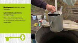 Как подготовить виноград к зиме?