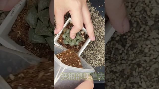 多肉植物換盆 | 糯玉露 Succulent Haworthia cooperi Repot Succulent #plants #多肉植物