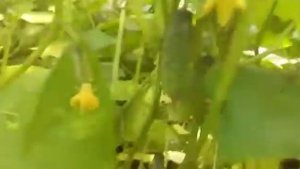 Огурцы сорта КОНКУРЕНТ, ИЗЯЩНЫЙ и длинноплодный сорт АНЮТА.  Моя теплица в июле. 17.07.2021