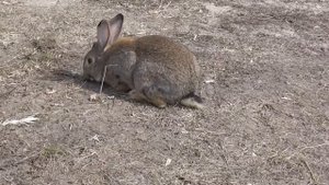 Кролик бегает по улице.