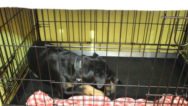 Ягдтерьер кобель Могикан продажа рождение 12 06 2018 смотреть онлайн