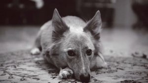 Собачка с Пушистыми Ушами | Fluffy Ears Dog Grayscale - Живые Обои