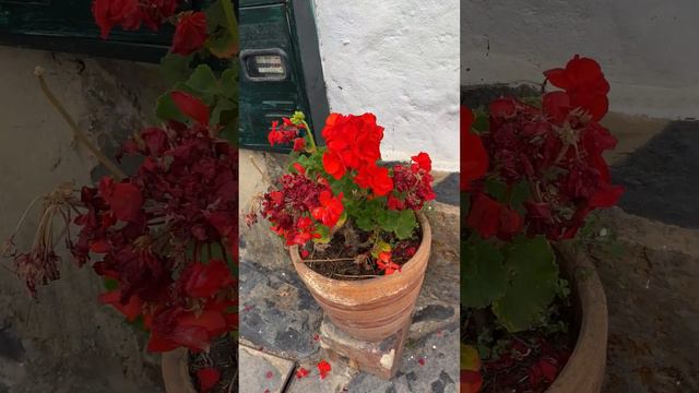 Novios de color naranja con increibles aromas #plantas #flores #geranios смотреть онлайн