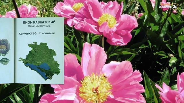 «Красная книга Кубани». Пион кавказский