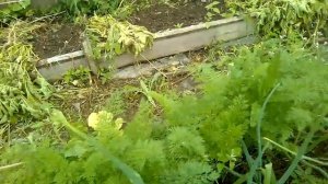 Почему цветёт морковь?Помогите советом.