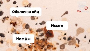 Клоп видео. Как выглядят клопы. Как кусают клопы. Видео про клопов.