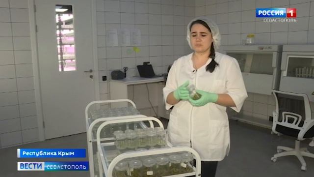 Ученые Крыма клонируют растения
