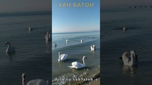 Вот такой день | Лебеди | Евпатория | Крым | XAH 6ATOH | ХАН БАТОН