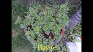 Gardening  Growing Cosmos from seed in an old fire pit   All The Things