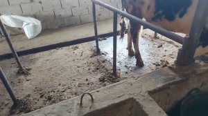 БУКА ПАРВАРИ ДАР ШАРОИТИ ИМРУЗА       1 февраля 2022 г.