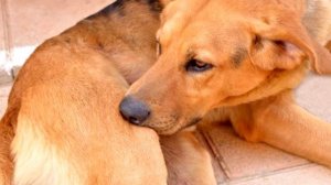 Мужчина не понимал, почему его собака постоянно кусает сама себя, осмотрев собаку он АХНУЛ