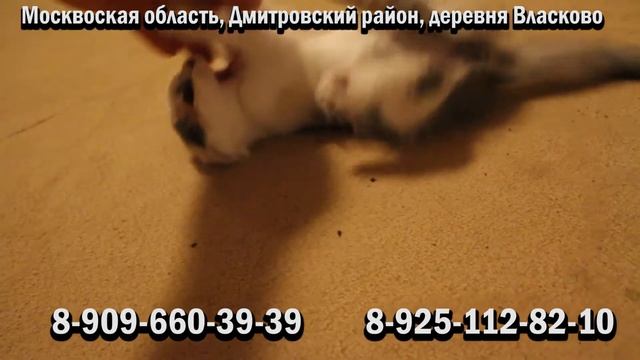 Отдам котенка смотреть онлайн