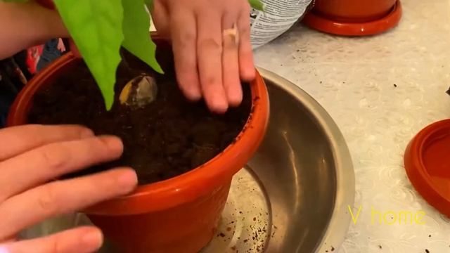 САЖАЕМ АВОКАДО В ДОМАШНИХ УСЛОВИЯХ/ Сажаем авокадо из косточки / Сажаем авокадо ЗУТАНО смотреть онлайн