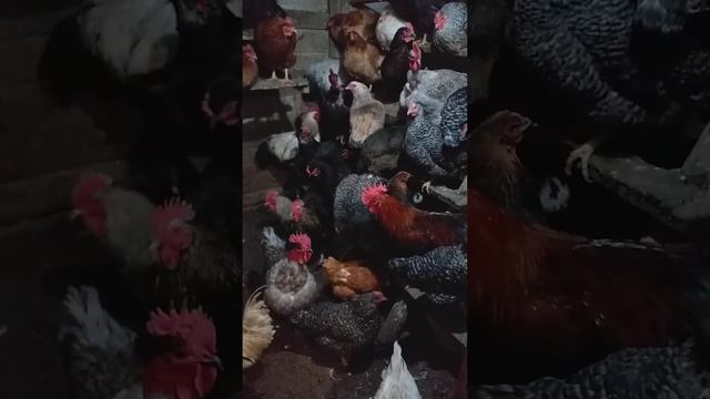 Снег,Джерси в Загоне,Frank смотреть онлайн