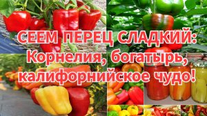 Посев сладкого перца! Сорта калифорнийское чудо, богатырь, корнелия!