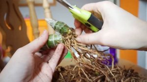 Пересадка черной орхидеи. Фредкларкеара афтер дарк