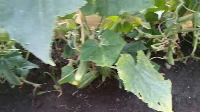 Быстро Спасла огурцы от пожелтения! Одна обработка огурцов от всех болезней! смотреть онлайн