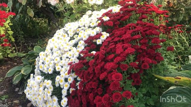 Ремонт продолжается. А в саду бушуют Хризантемы. ??? смотреть онлайн