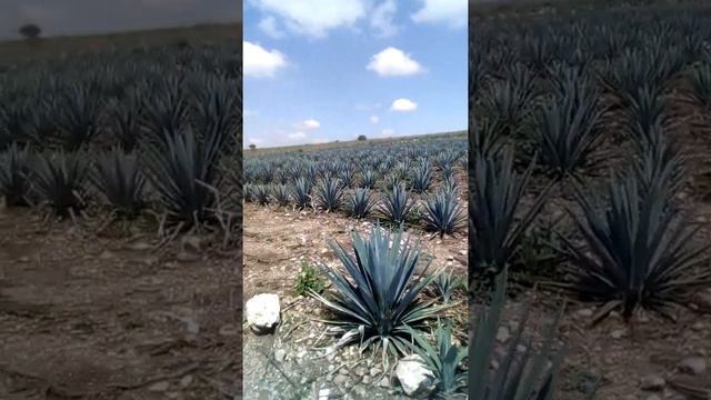 agave azul