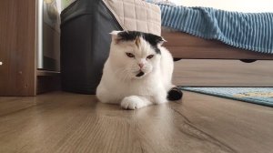 video_20240731_141453.mp4