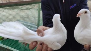 Одесские турманы, Ананьевские голуби