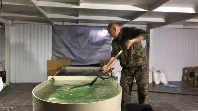 Пересадка молоди форели в бассейны УЗВ. смотреть онлайн