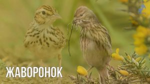 Учим птиц для детей. Перелетные птицы и их звуки.