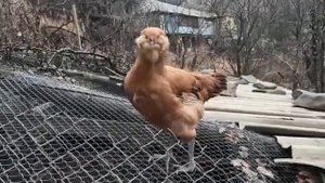 гергебильская порода кур, палевый окрас